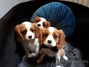 Photo №4. I will sell cavalier king charles spaniel in the city of Looe. private announcement - price - 426$