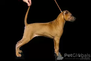 Photo №4. I will sell thai ridgeback in the city of Penza. from nursery - price - 460$