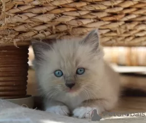 Photo №1. ragdoll - for sale in the city of Hawaiian Paradise Park | 350$ | Announcement № 114992