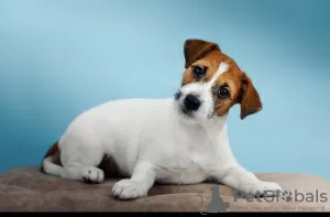 Additional photos: Jack Russell Terrier puppies