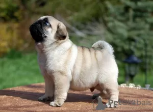 Photo №2 to announcement № 17286 for the sale of pug - buy in Australia 