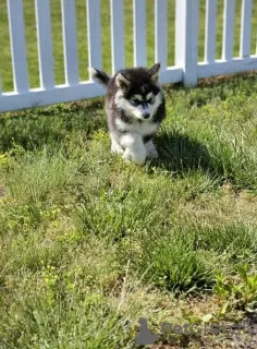 Photo №3. Bundle of joy Alaskan Malamute puppies ready to bring boy to any approved lucky. United States