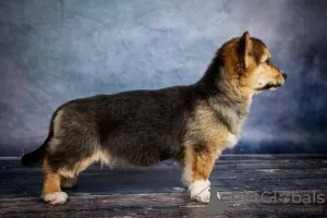 Photo №3. Welsh corgi pembroke. Ukraine