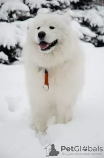 Additional photos: It is proposed to mate a Samoyed male.