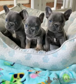 Photo №2 to announcement № 121537 for the sale of french bulldog - buy in United Kingdom 