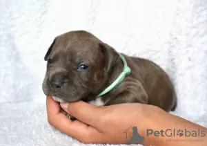 Additional photos: Unique Amstaff puppies