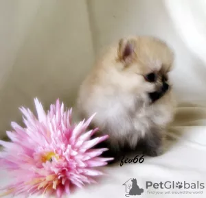 Photo №1. pomeranian - for sale in the city of Москва | 512$ | Announcement № 7830