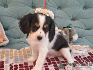 Additional photos: Excellent Cavalier King Charles puppies for reserve