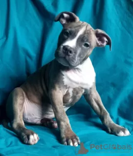 Additional photos: American Staffordshire Terrier puppies