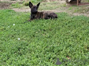 Additional photos: Dutch Shepherd puppies