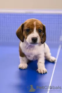 Additional photos: Dachshund piebald mini