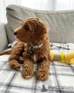 Photo №3. Cute Cocker Spaniel. Poland