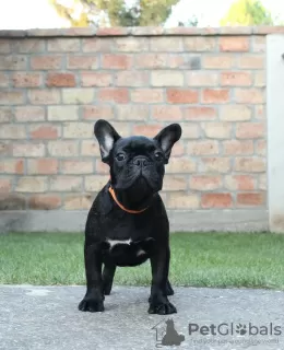 Additional photos: French bulldog puppies