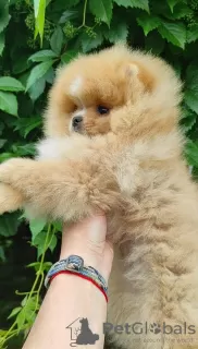 Additional photos: Pomeranian Spitz, puppies. Mini bears