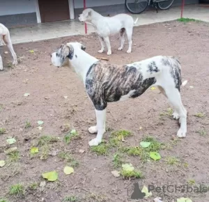 Additional photos: American Bulldog - female dogs for sale