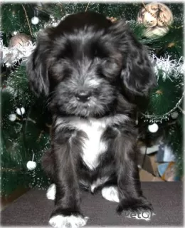 Additional photos: Tibetan terrier puppies.