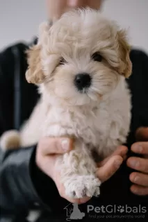 Photo №3. Maltipoo F1. Germany