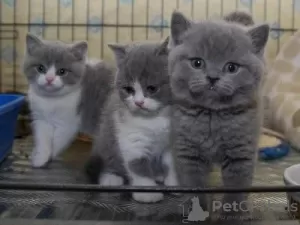 Photo №2 to announcement № 129834 for the sale of british shorthair - buy in Germany 