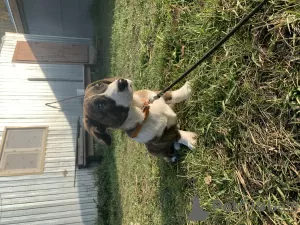 Additional photos: Cardigan Welsh Corgi puppies