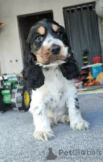 Additional photos: English cocker spaniel