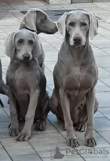 Photo №2 to announcement № 9876 for the sale of weimaraner - buy in Serbia breeder