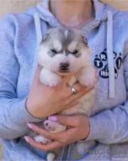 Additional photos: siberian husky puppies