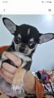 Photo №2 to announcement № 129054 for the sale of chihuahua - buy in Egypt breeder