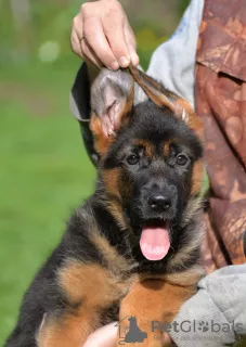 Photo №2 to announcement № 7805 for the sale of german shepherd - buy in Russian Federation breeder