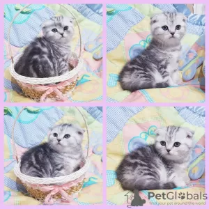 Photo №2 to announcement № 42142 for the sale of scottish fold - buy in Belarus private announcement