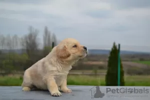 Additional photos: Labrador retrievers