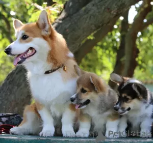 Photo №2 to announcement № 11635 for the sale of welsh corgi - buy in Russian Federation from nursery