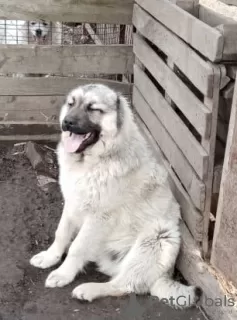 Additional photos: Caucasian Shepherd Puppies