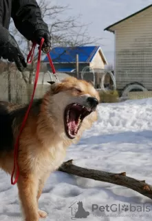 Additional photos: Playful dog with palm tail