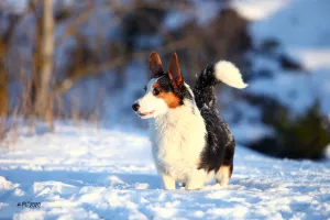 Photo №2 to announcement № 5292 for the sale of welsh corgi - buy in Russian Federation from nursery