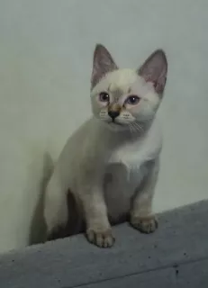 Photo №2 to announcement № 5715 for the sale of thai cat - buy in Russian Federation from nursery, breeder