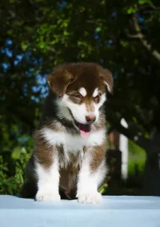 Photo №4. I will sell alaskan malamute in the city of Eagle. breeder - price - 497$