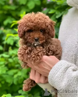 Photo №1. poodle (toy) - for sale in the city of Paris | negotiated | Announcement № 126850