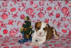 Additional photos: American Staffordshire Terrier puppies