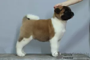 Additional photos: american akita puppies