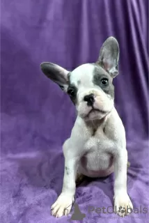 Additional photos: French bulldog puppies