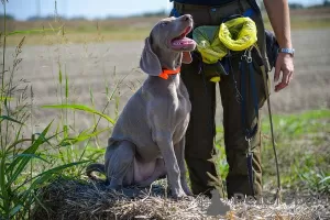 Photo №2 to announcement № 71853 for the sale of weimaraner - buy in Serbia 