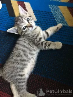 Photo №3. Stunning Tabby Cat (Scottish Fold). Australia