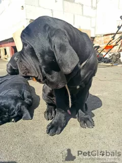 Additional photos: Neapolitan Mastiff puppies are the best