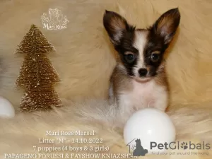 Photo №4. I will sell papillon dog in the city of Saratov. from nursery - price - negotiated