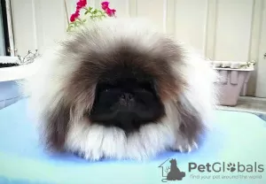 Photo №1. pekingese - for sale in the city of Yuzhnoukrainsk | negotiated | Announcement № 9211