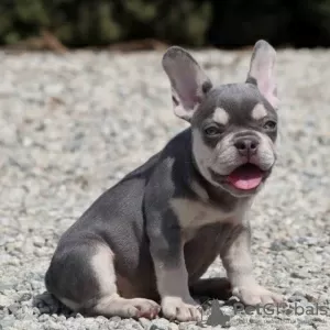 Photo №3. French bulldog.. Germany