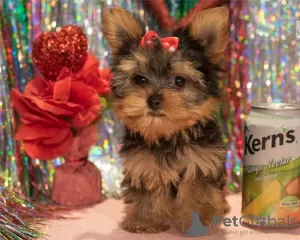 Photo №2 to announcement № 55878 for the sale of yorkshire terrier - buy in Belgium 