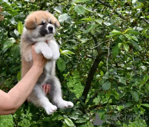 Additional photos: Akita inu puppies