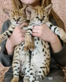 Photo №1. savannah cat - for sale in the city of Telavi | 687$ | Announcement № 117366