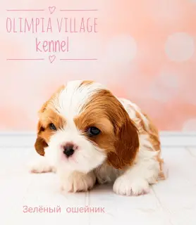 Additional photos: Kennel RKF “Olimpia Village” (Moscow) offers high-pedigree puppies Cavalier King